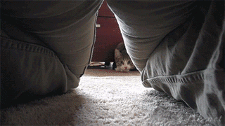 cats lol