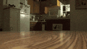 cats lol