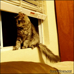 cats lol