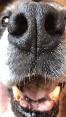 dog funny