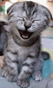 funny animals