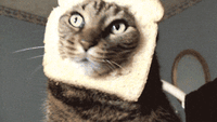 funny cat wtf