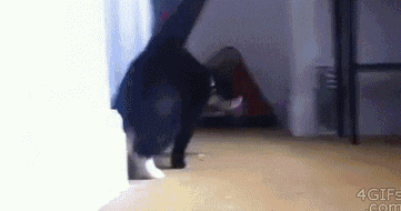 funny cat