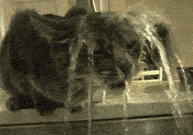 funny cat