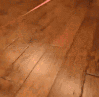 Funny Cat