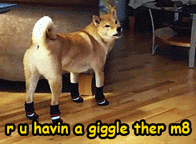 funny dog looking