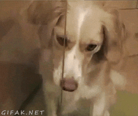 Funny Dog