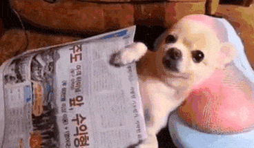 Funny Dog