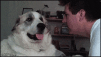 funny dog