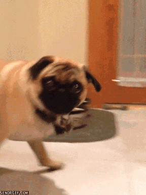 funny dog
