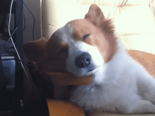 funny dog
