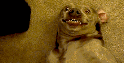 Funny Dog