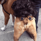 roald dahl funny dog