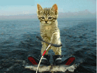 water-skiing funny cat