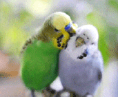 bird love