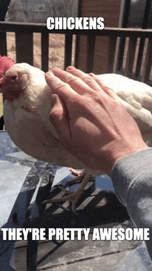 Birds Chickens