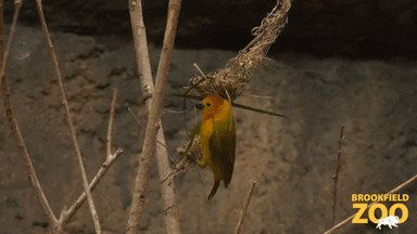 Birds Playing