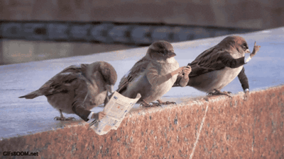 Birds Touch
