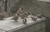 fight birds