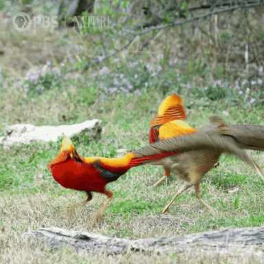 Pbs Nature Animales