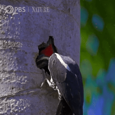 Pbs Nature Bird