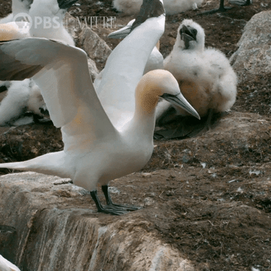 Pbs Nature Reaction