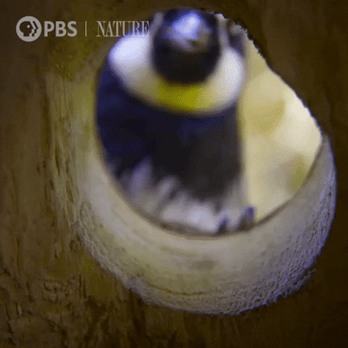 Searching Pbs Nature
