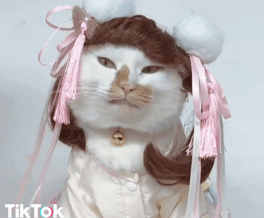 Cat Flirting Beautiful