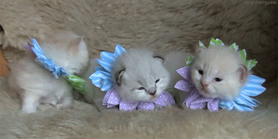 Cat Flowers Beautiful
