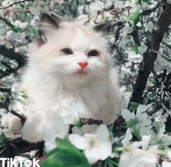 Cat Beautiful