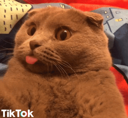 Cat Tongue Reaction Beautiful
