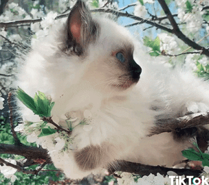 cat yes beautiful