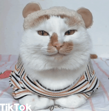 Confused Cat So Cute