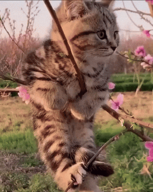 Kitten Cat Tree Beautiful