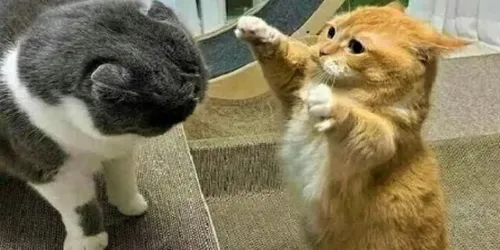 KTIrTQahFSo