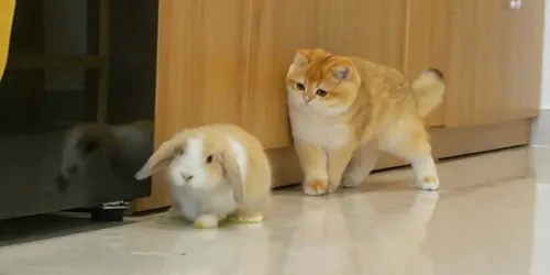gfKDsnPQPUs