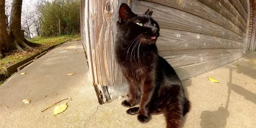 hzgNyidmWs0