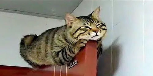 twf5HjdevM0